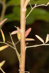 Tall lespedeza